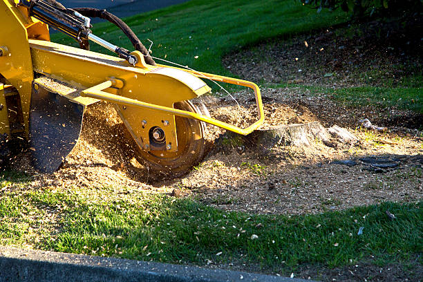 Best Aeration Services  in Mattydale, NY